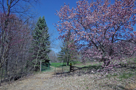 Peach Mountain